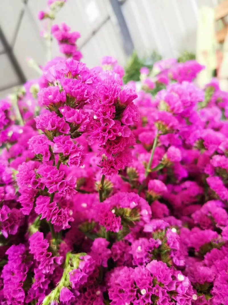 勿忘我鲜花，秒杀，全国招代理，16元两扎，一件代发