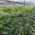 红花滇黄精苗来自于云南普洱一带的大山之中