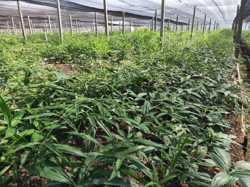 红花滇黄精苗来自于云南普洱一带的大山之中