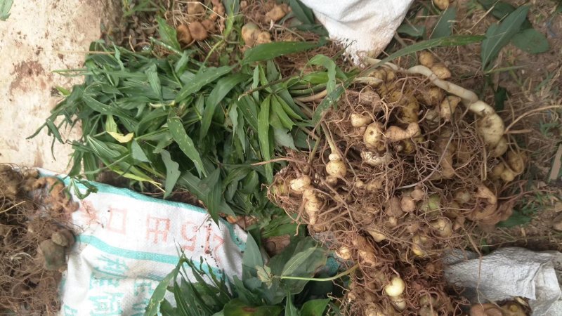 红花滇黄精苗来自于云南普洱一带的大山之中