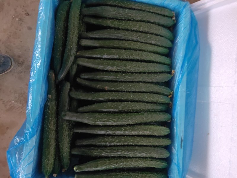 【密刺黄瓜】万亩嫁接油瓜直发货源充足质量保证