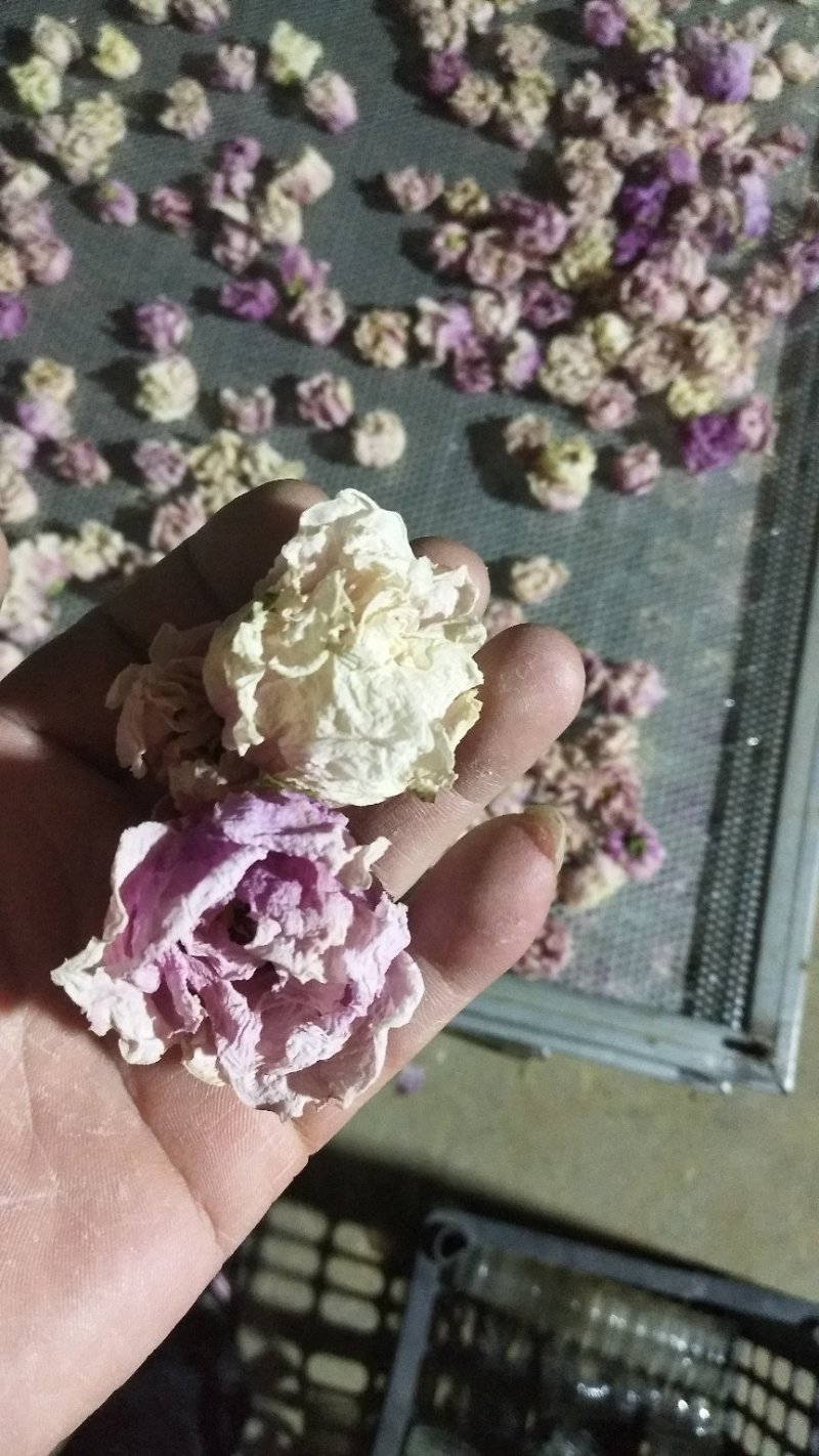 牡丹全花