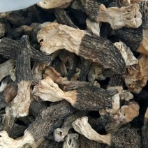 羊肚菌