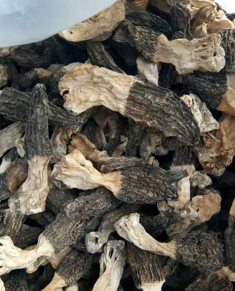 羊肚菌