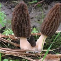 羊肚菌