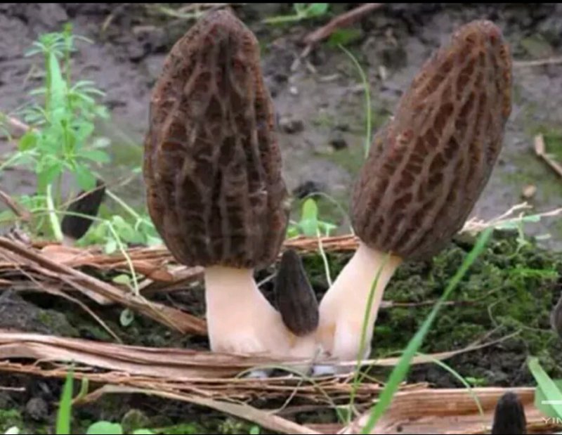羊肚菌