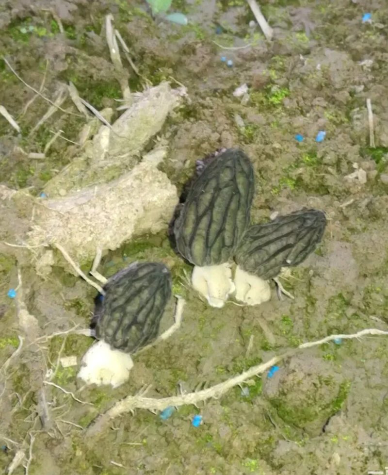 羊肚菌
