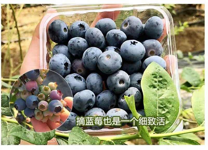 宝山蓝莓