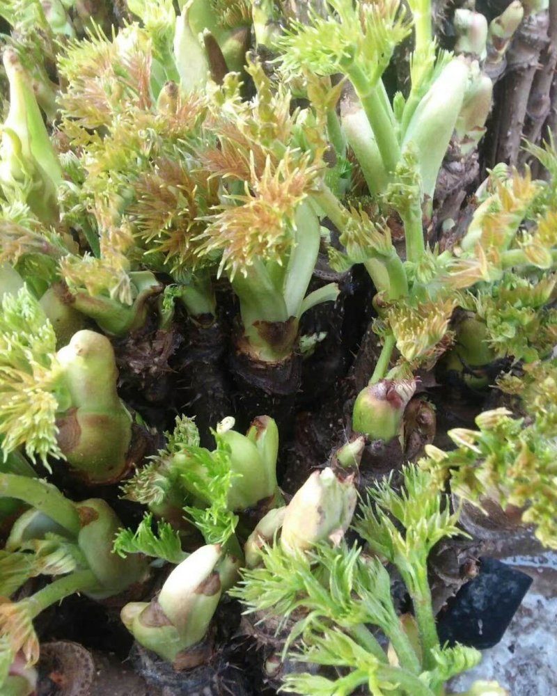 刺嫩芽苗，刺龙芽小苗，货以不多了需要的朋友联系我基地看货