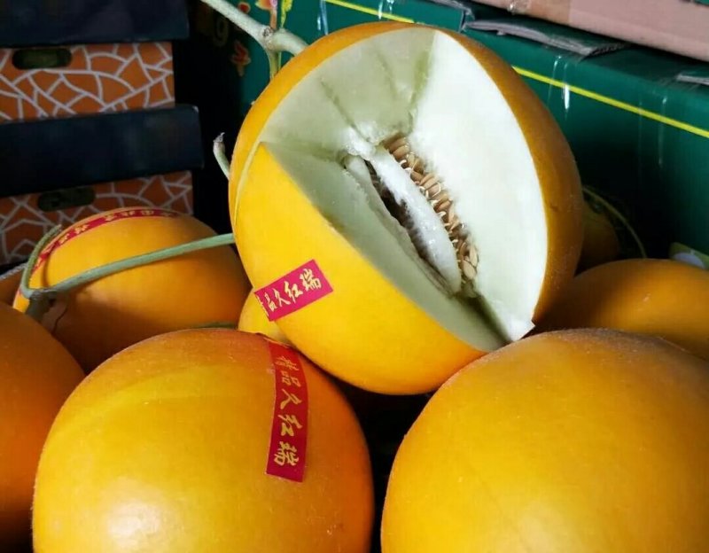 黄河蜜山东莘久红瑞香瓜新鲜采摘当天发货