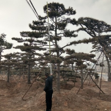 造型油松
