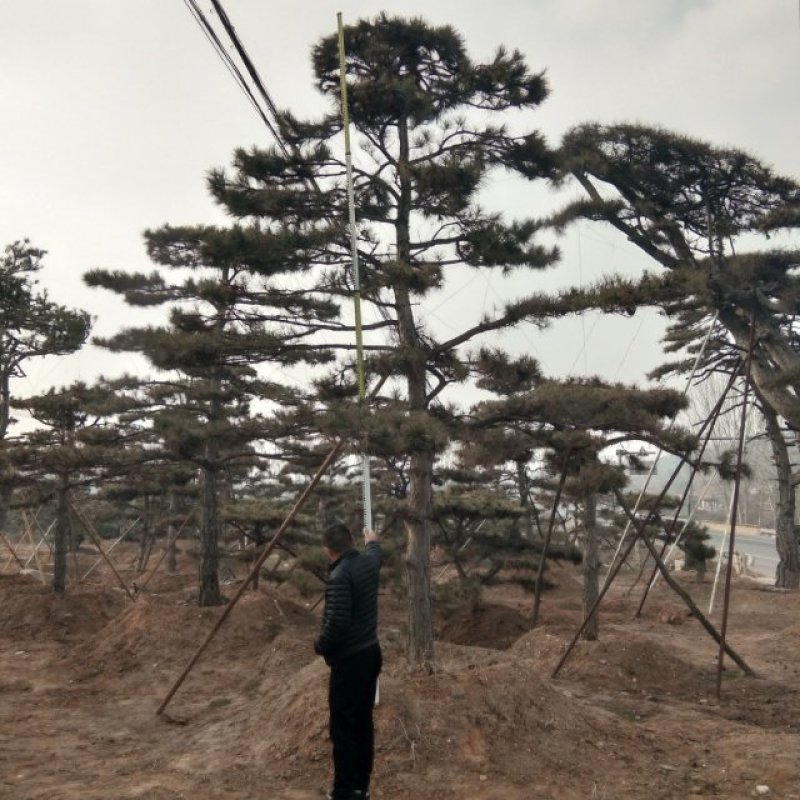 造型油松