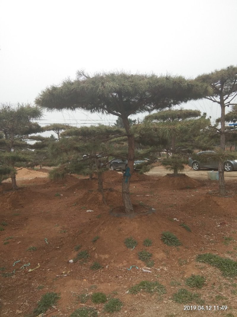 造型油松