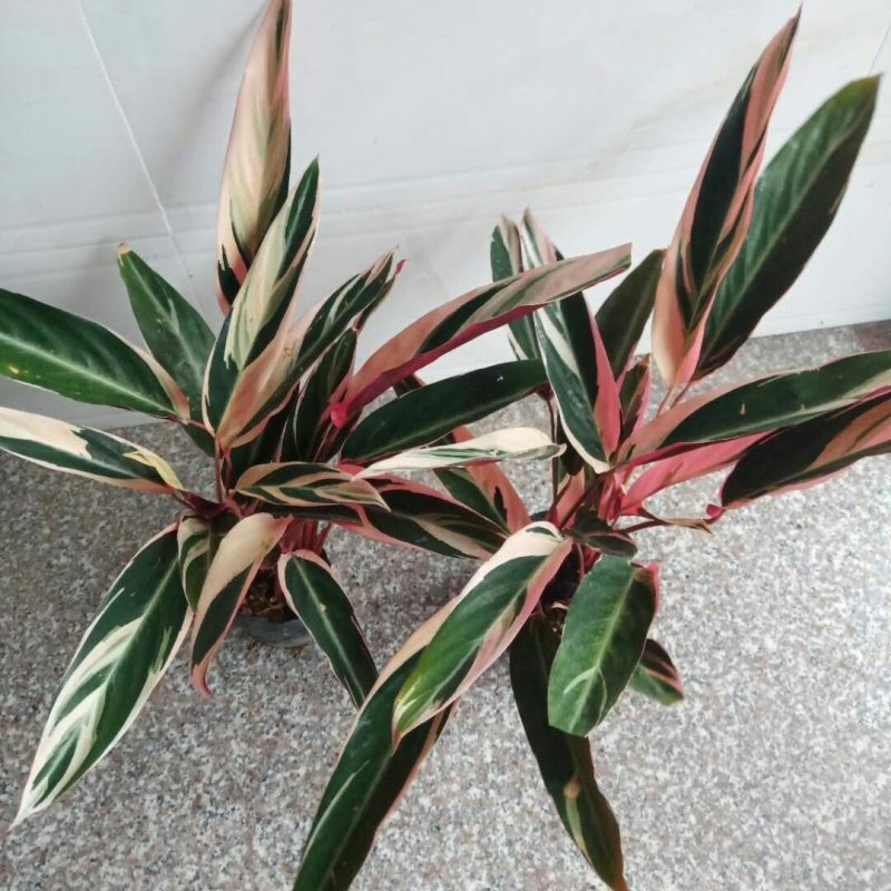 盆栽花卉孔雀竹芋花四季长青室内吸甲醛水土两培净化空气绿植