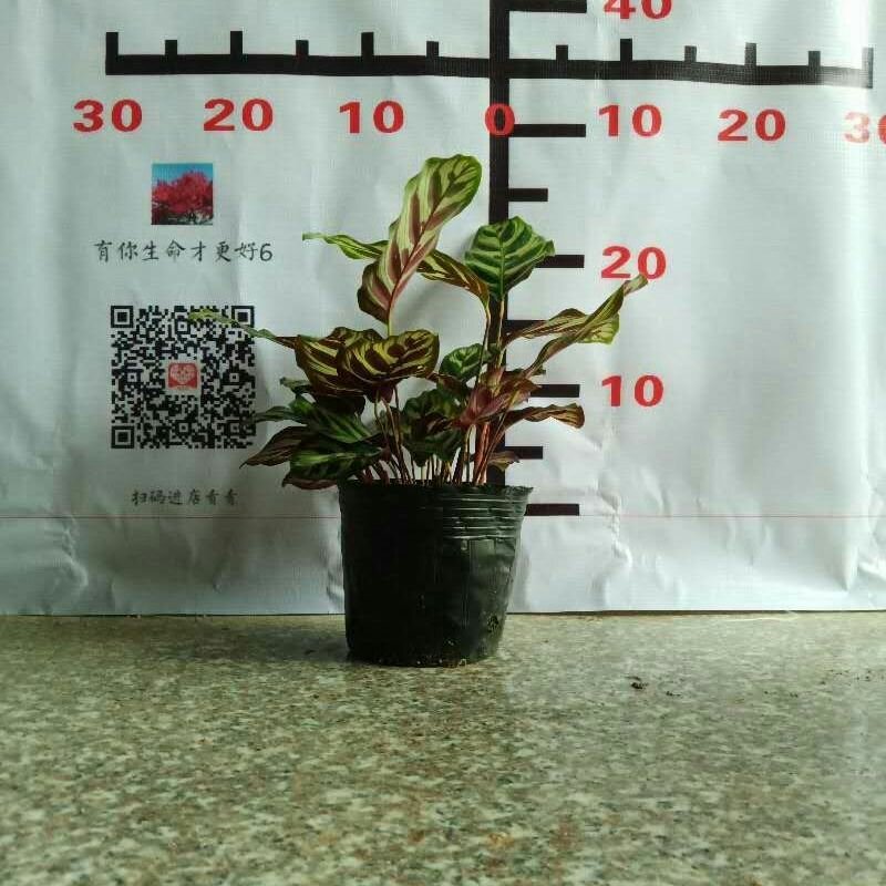 盆栽花卉孔雀竹芋花四季长青室内吸甲醛水土两培净化空气绿植
