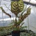 盆栽花卉孔雀竹芋花四季长青室内吸甲醛水土两培净化空气绿植