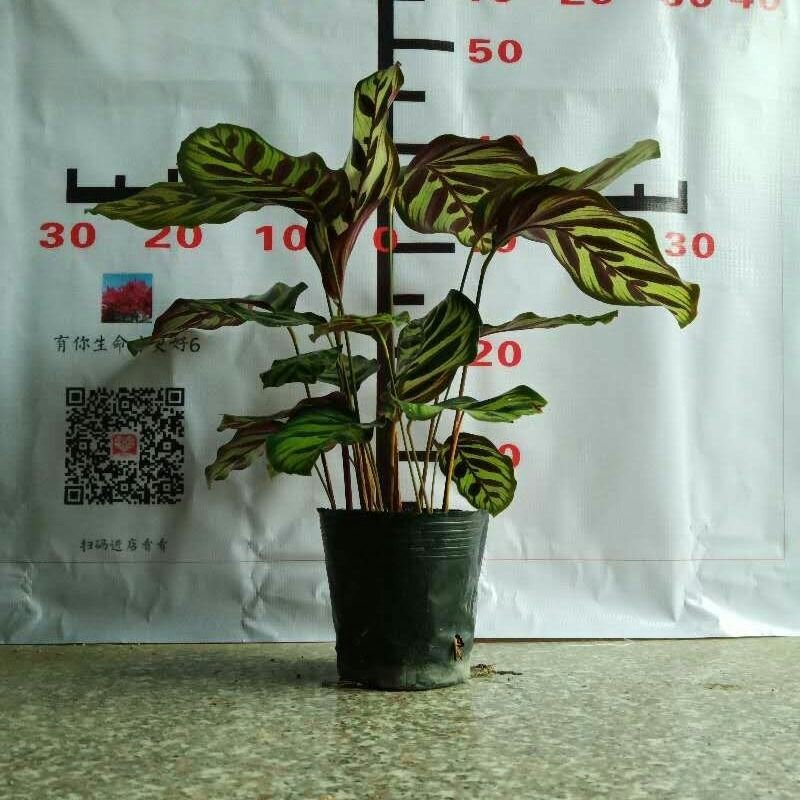 盆栽花卉孔雀竹芋花四季长青室内吸甲醛水土两培净化空气绿植
