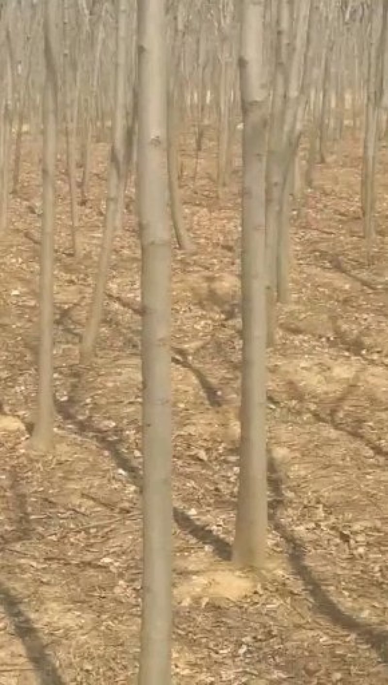 栾树