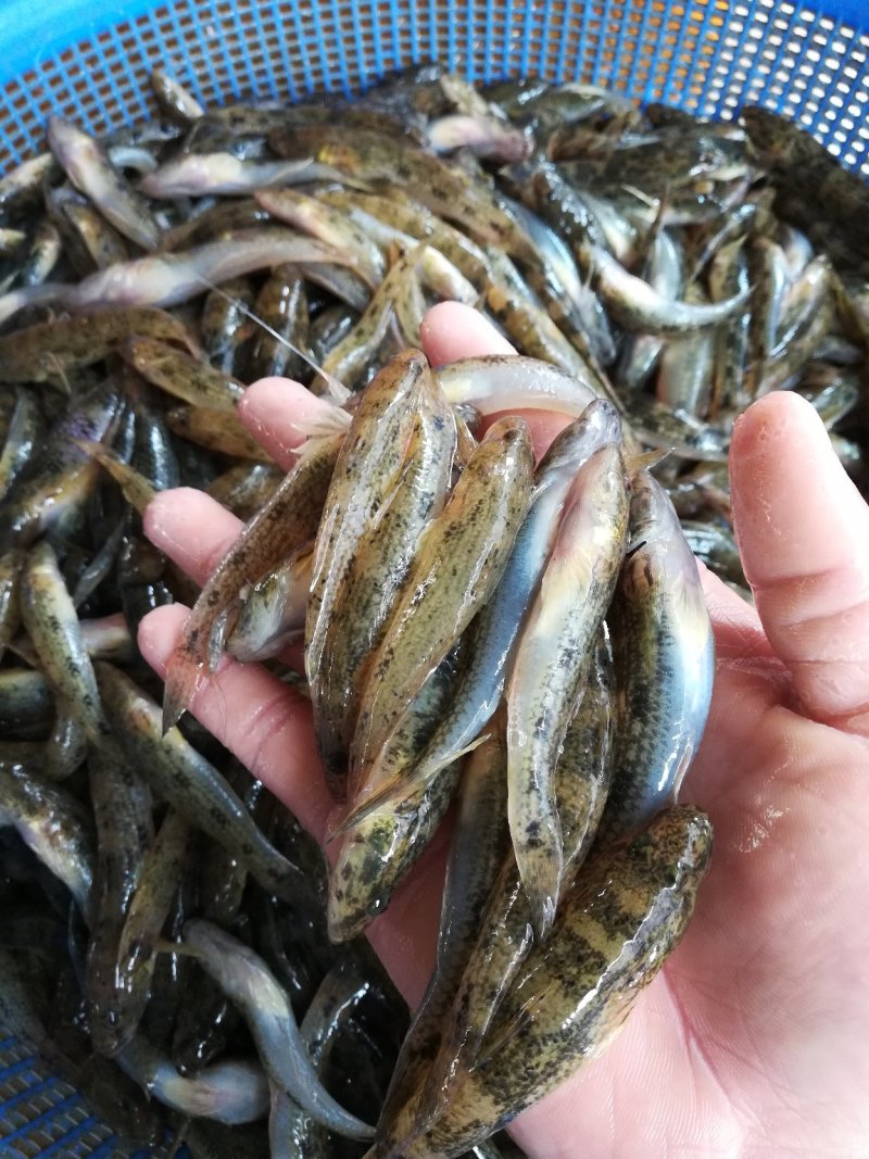 肉鱼，狗母鱼，趴地虎每天有货价，保质保量，，