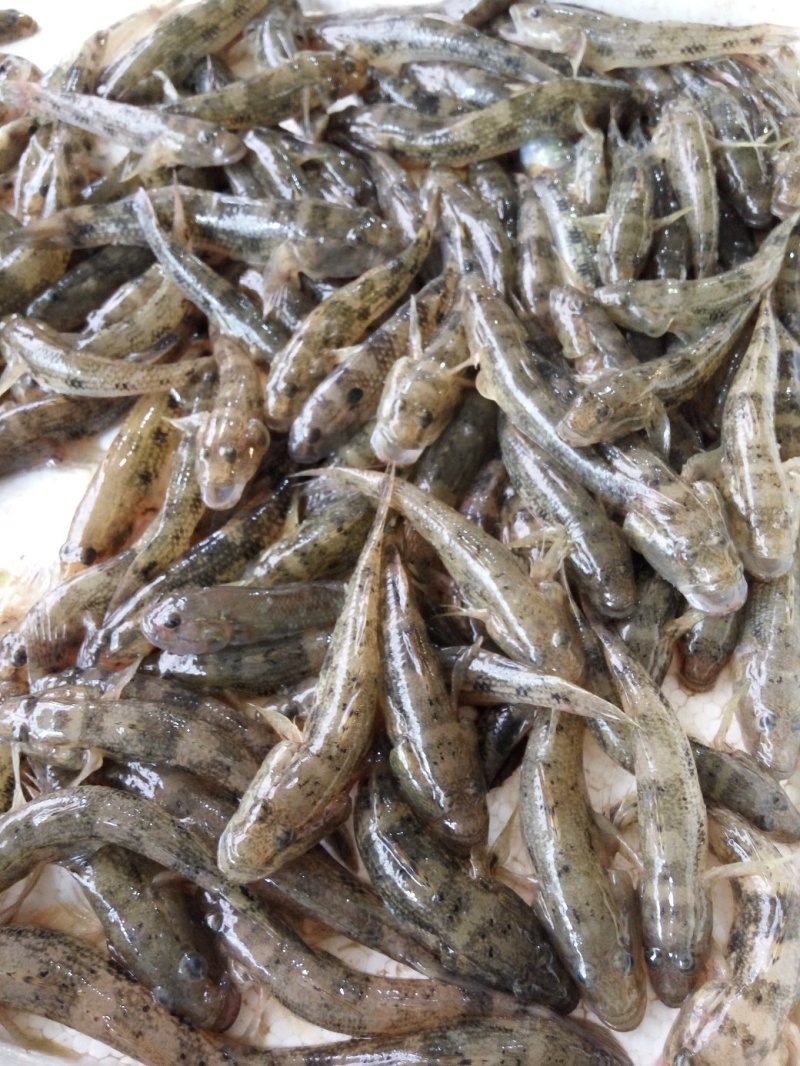 肉鱼，狗母鱼，趴地虎每天有货价，保质保量，，