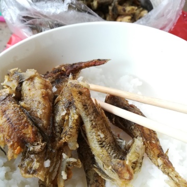 肉鱼，狗母鱼，趴地虎每天有货价，保质保量，，