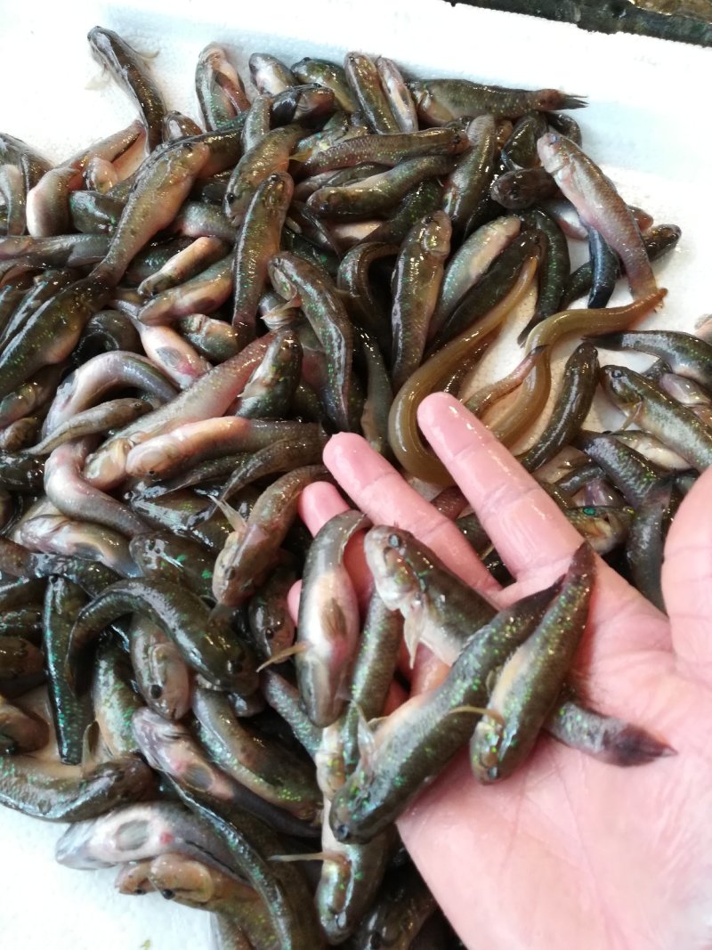 肉鱼，狗母鱼，趴地虎每天有货价，保质保量，，