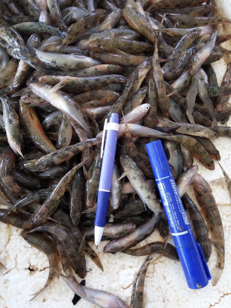 肉鱼，狗母鱼，趴地虎每天有货价，保质保量，，