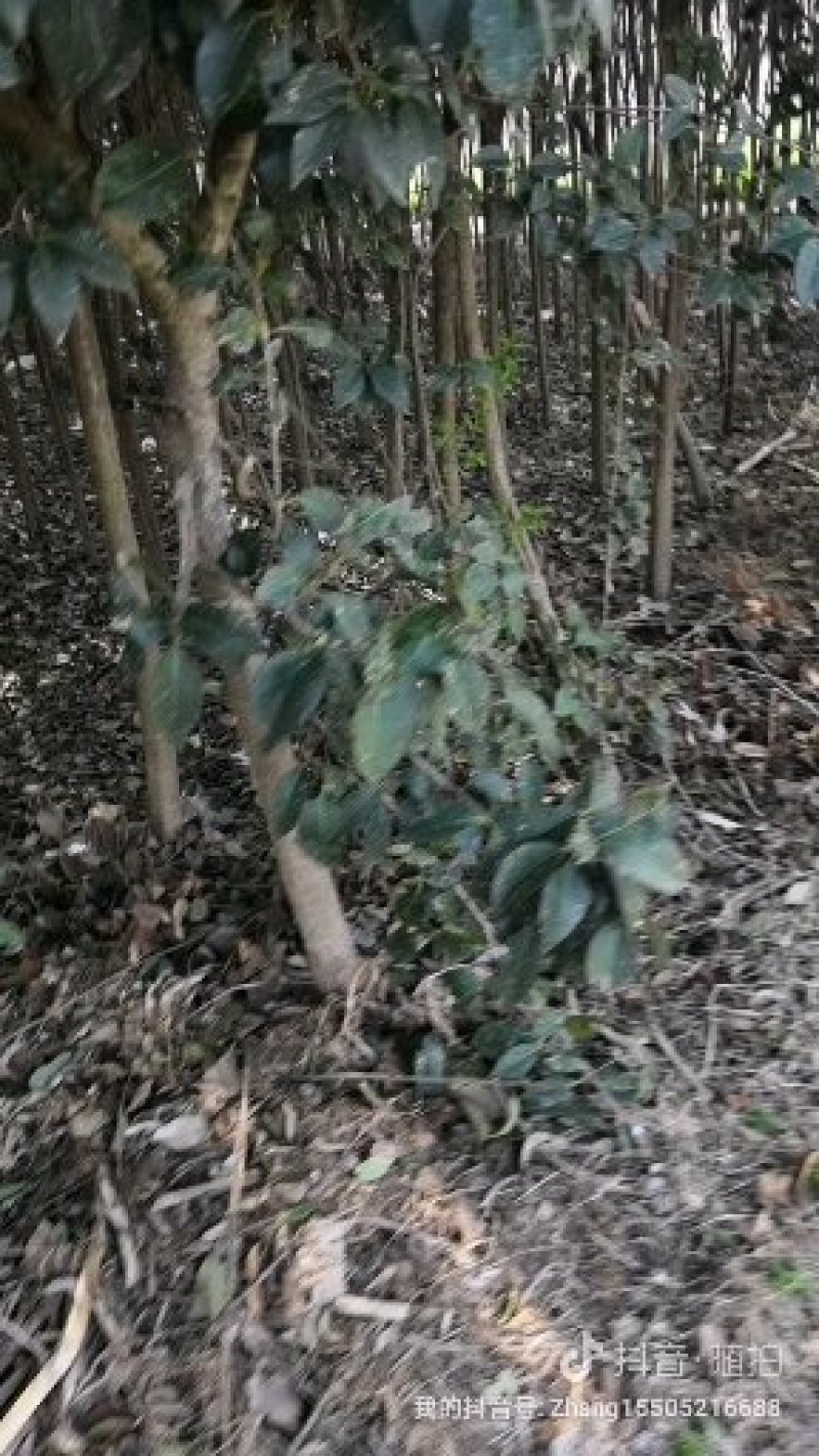 女贞