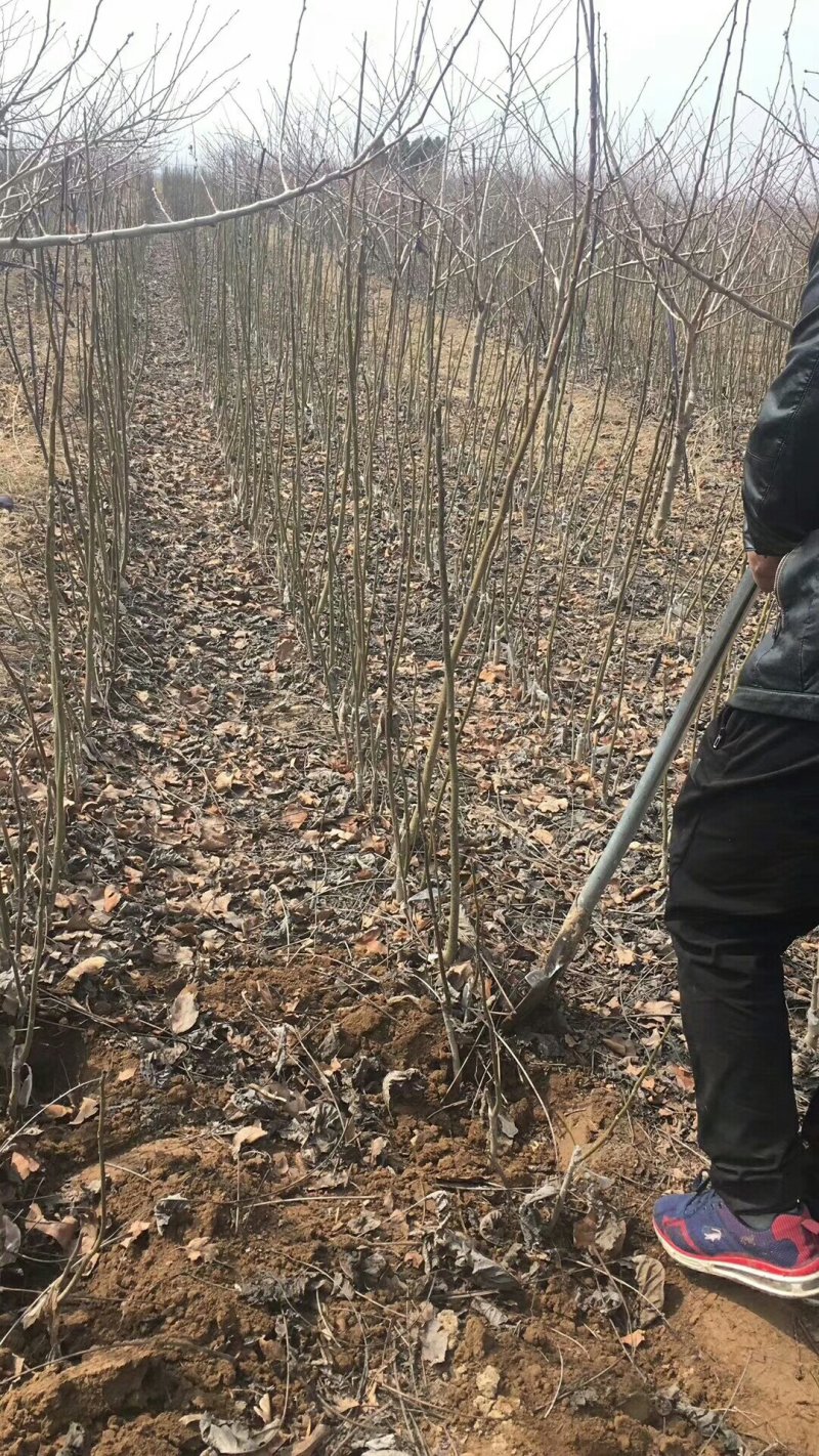 【热销】无刺花椒苗大红袍花椒苗，狮子头花椒苗基地直发