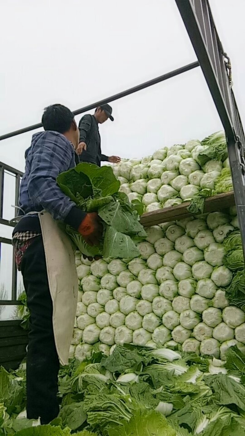 黄心白菜，大小车随到随装，产地直供，货源充足，