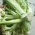 精品有机松花菜白面青梗产地直供质优价廉大量供应