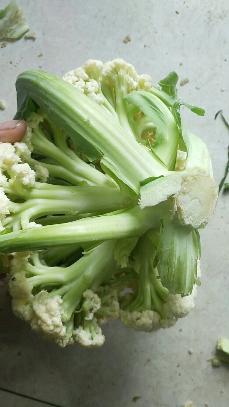精品有机松花菜白面青梗产地直供质优价廉大量供应