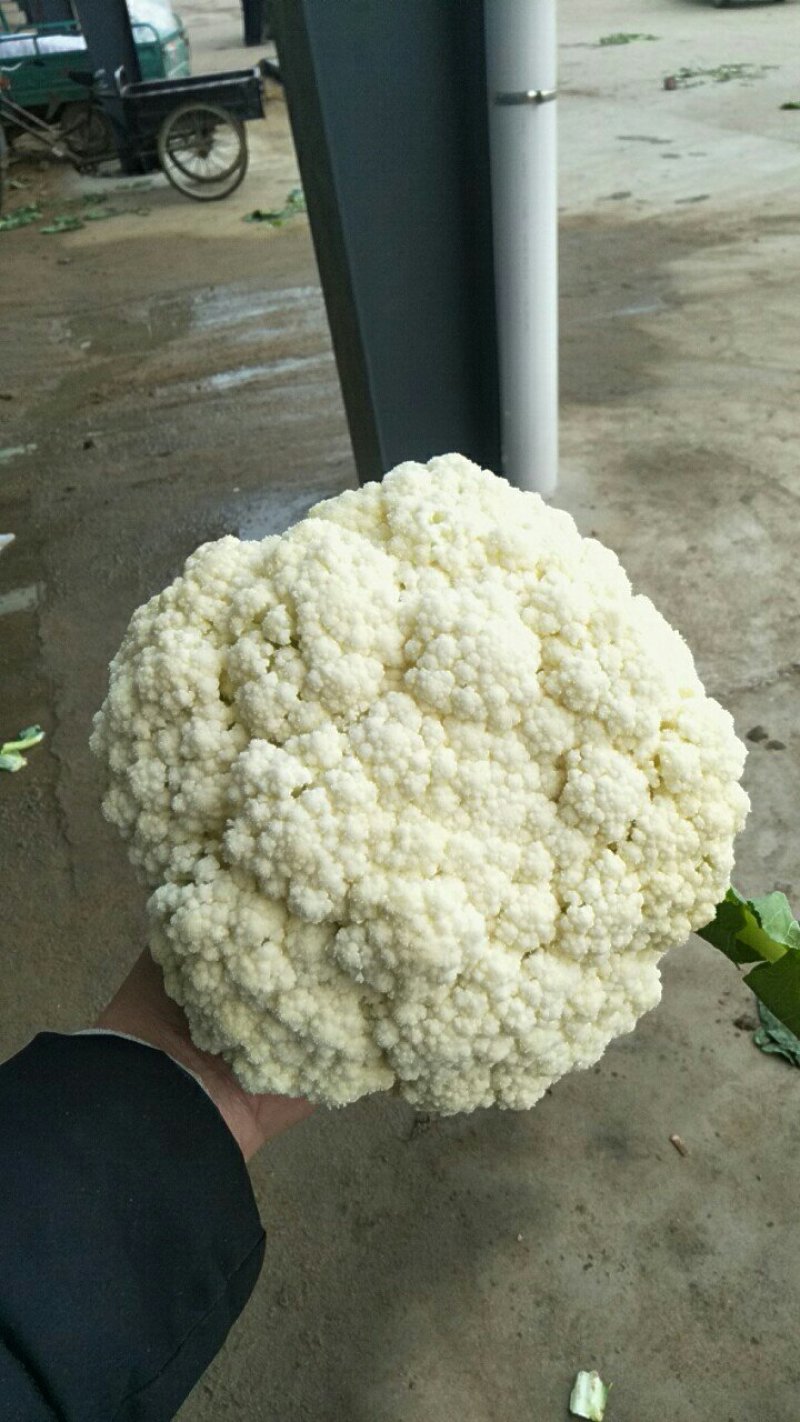 精品有机松花菜白面青梗产地直供质优价廉大量供应