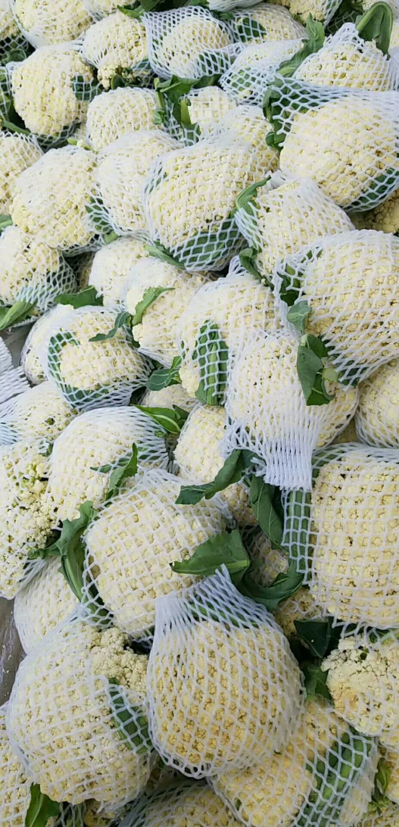 精品有机松花菜白面青梗产地直供质优价廉大量供应