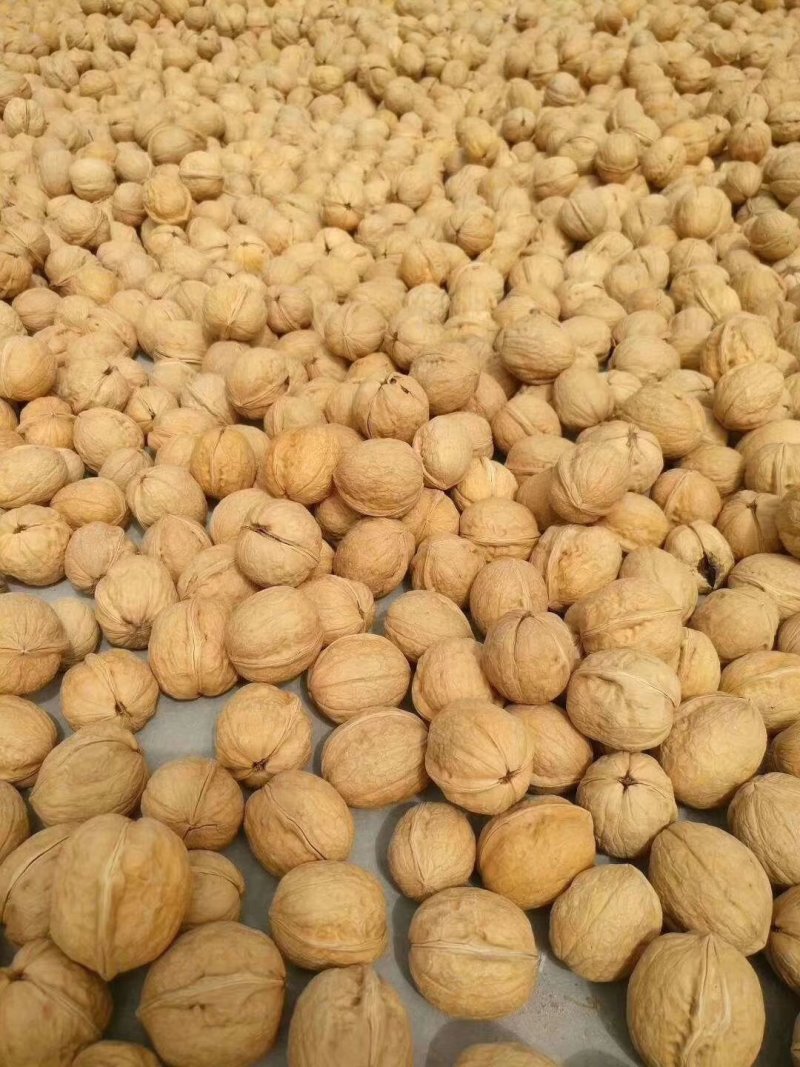 【有好货】新疆185纸皮核桃2023年新货，农户自产自销