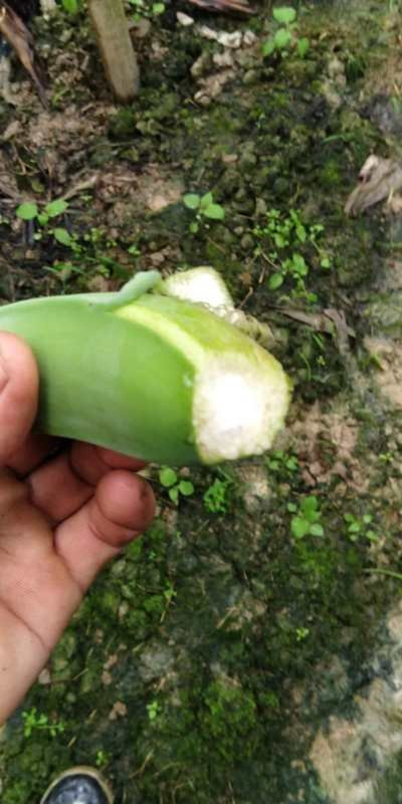 粉蕉（珠三角产区）