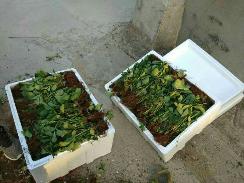 草莓苗红颜草莓苗全明星甜查理章姬隋株基地发货