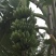 粉蕉