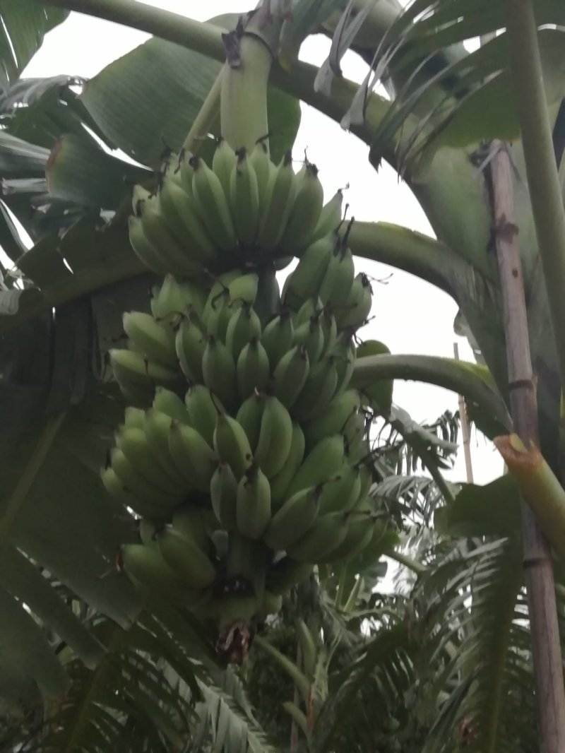 粉蕉