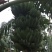 粉蕉