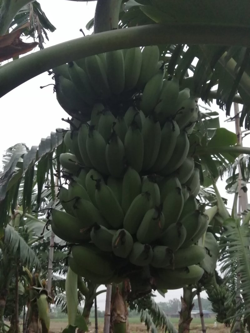 粉蕉