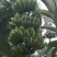 粉蕉