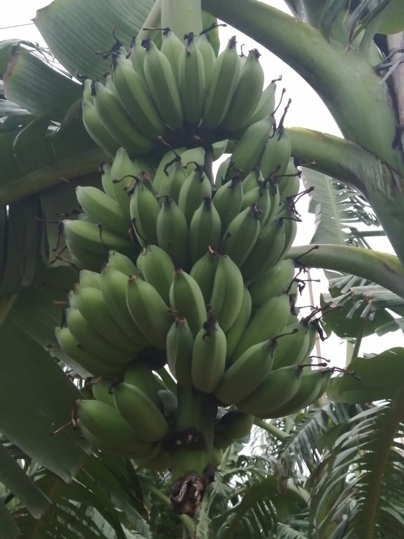 粉蕉