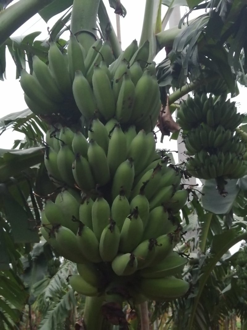 粉蕉