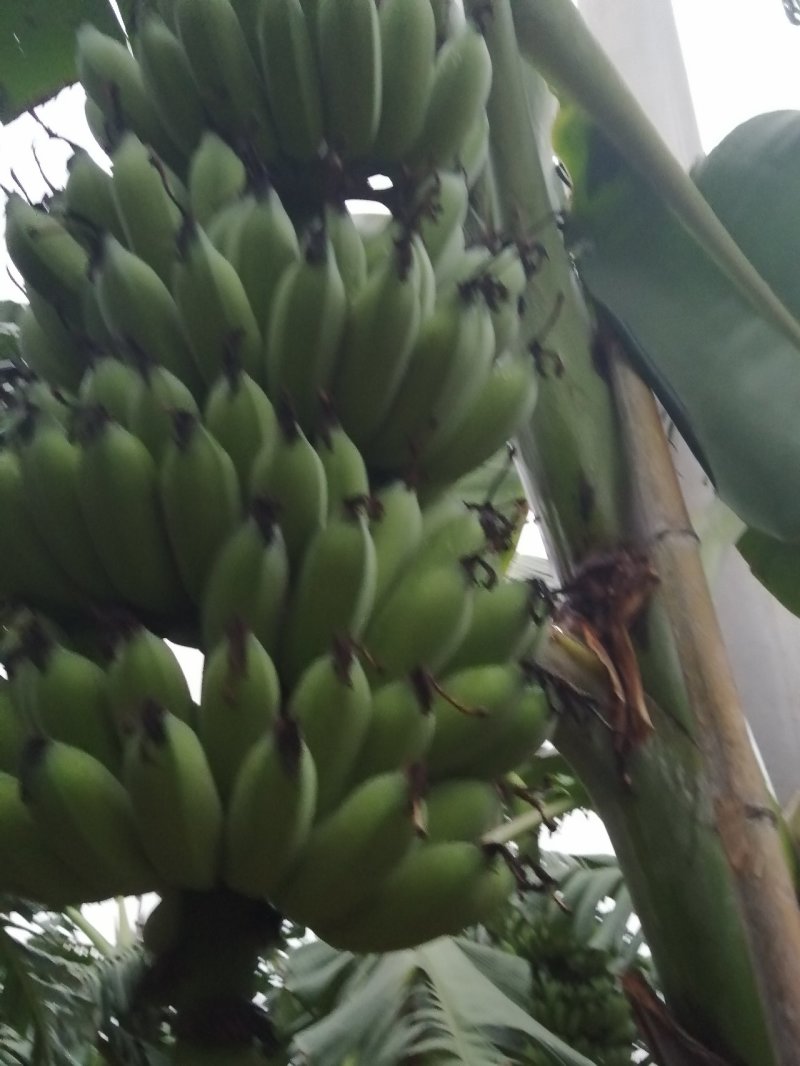 粉蕉