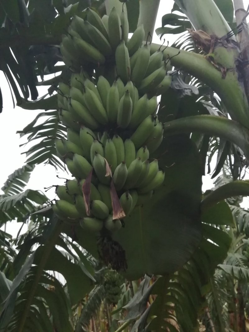 粉蕉