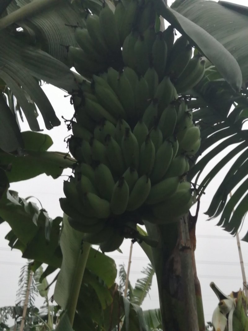 粉蕉