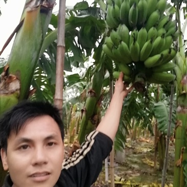 粉蕉