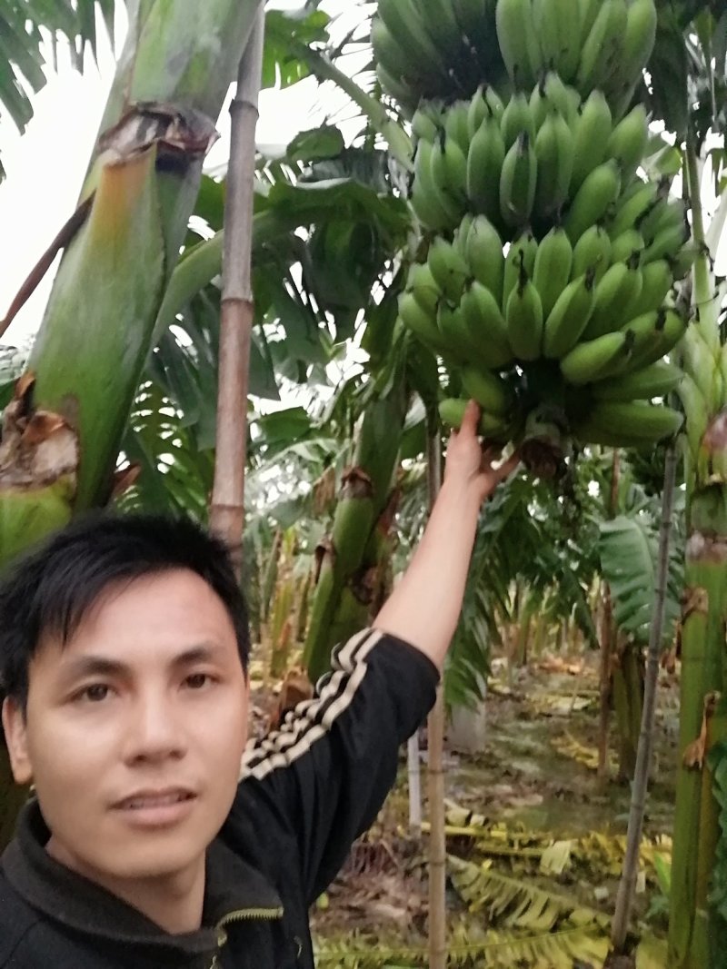 粉蕉