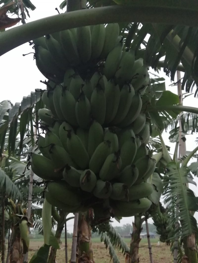 粉蕉